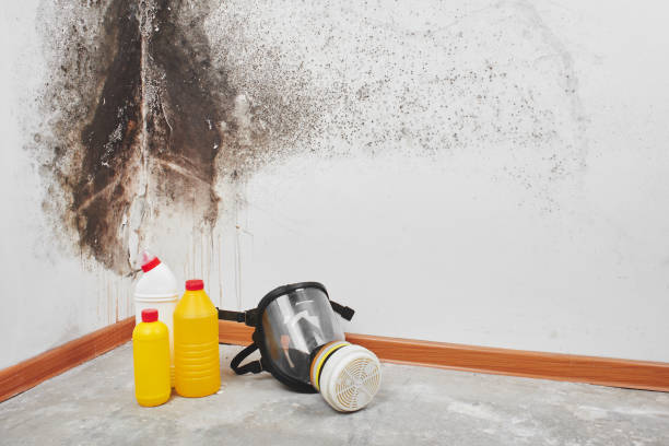 Best Certified Mold Removal  in Westmont, NJ