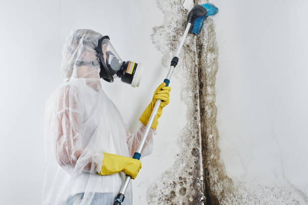 Best Local Mold Removal Service  in Westmont, NJ