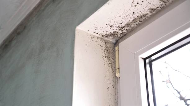 Best Commercial Mold Removal  in Westmont, NJ