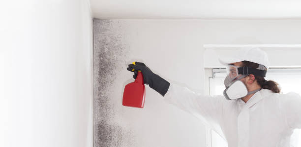 Best Certified Mold Removal  in Westmont, NJ