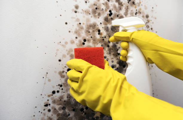 Certified Mold Removal in Westmont, NJ