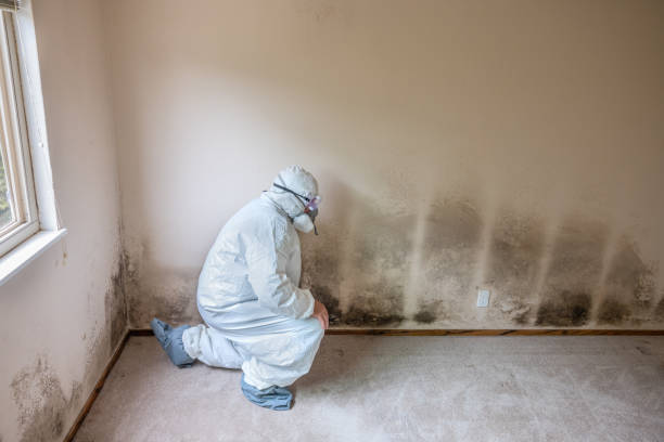 Best Certified Mold Removal  in Westmont, NJ