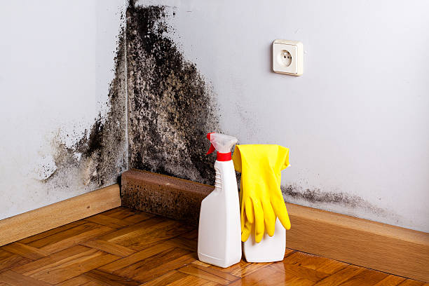 Best Office Mold Removal Services  in Westmont, NJ