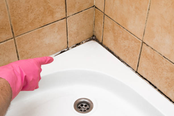 Best Residential Mold Removal  in Westmont, NJ